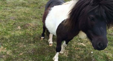 Un viaje a las Islas Shetland, en Escocia