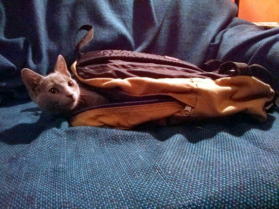 gato