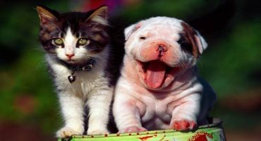 ¿Qué hacer con tu mascota durante las vacaciones?