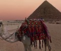 egipto dromedario 120x100