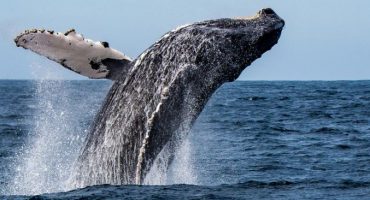 Dónde ver ballenas y delfines… ¡en libertad!