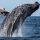 Ballena jorobada emergiendo del agua