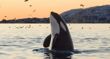 Blackfish: ¿está bien asistir a los orca-shows?