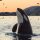 Orca jugando con pájaros