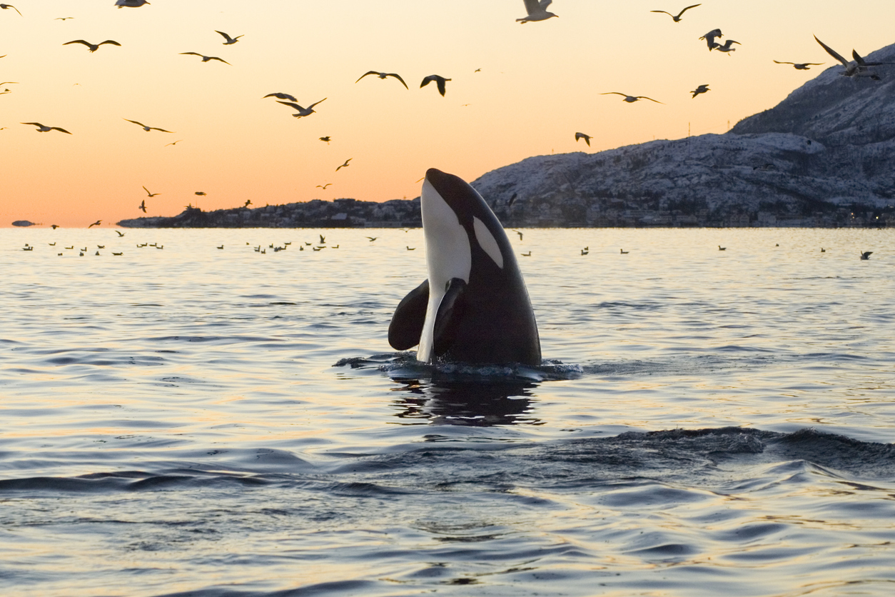 Orca jugando con pájaros