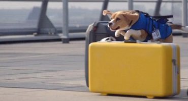 KLM y Sherlock: el mejor servicio de objetos perdidos