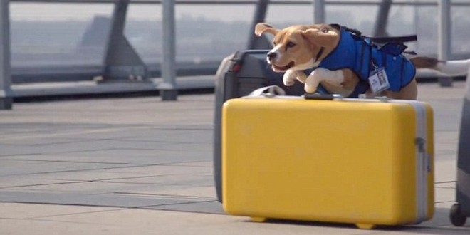 perro