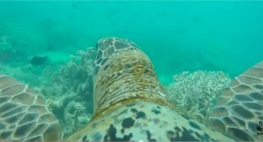 VÍDEO – La Gran Barrera de Coral a vista de tortuga