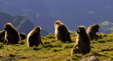 Visitar el Parque nacional de Simien en Etiopía