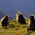 La fauna del Parque Natural de Simien