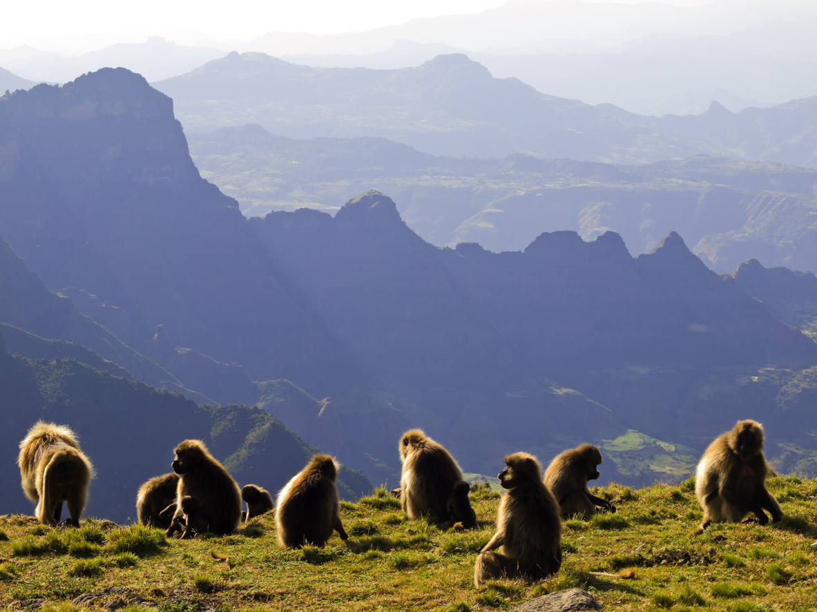 Monos en el Parque Nacional de Simien (Etiopía)