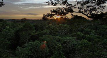 5 selvas para recorrer en Sudamérica