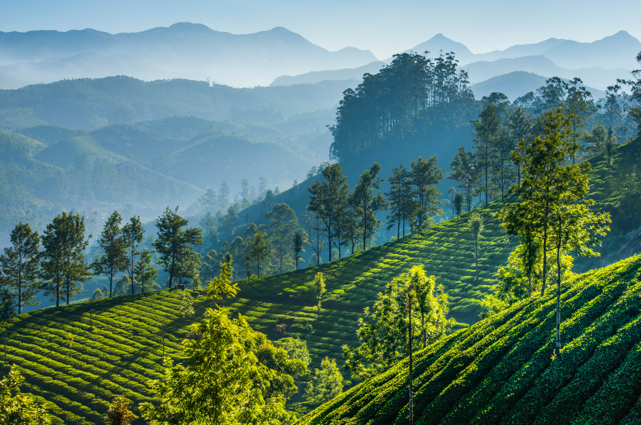 Plantación de té en Kerala (India)