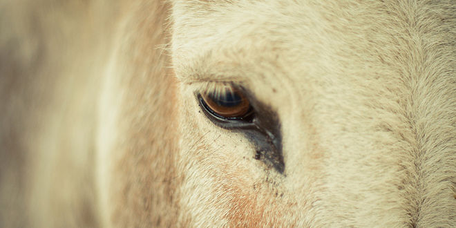 Plano de detalle del ojo de un animal
