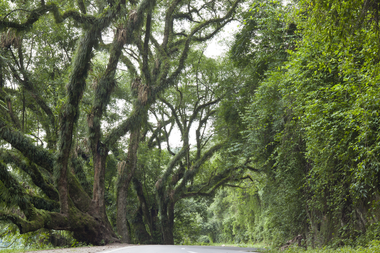 La selva del norte de Argentina