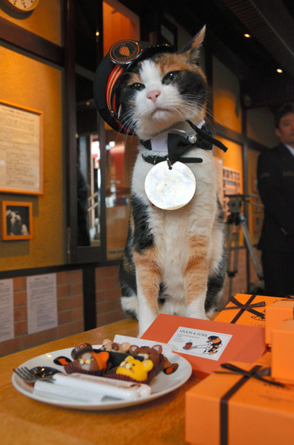 La Gata Tama, jefa de estación e inspiradora del tren Tamaden