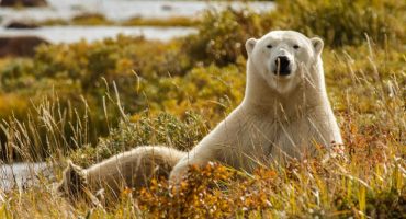 9 atracciones turísticas que maltratan animales