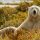 Oso blanco de Canadá