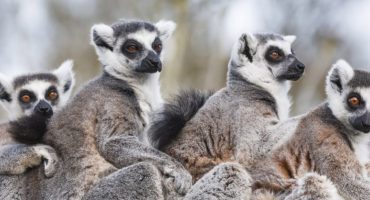 5 recomendaciones para conocer Madagascar