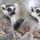 Los encantos de Madagascar