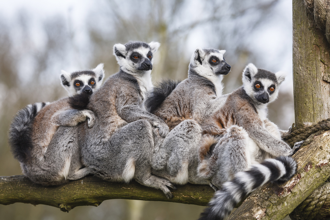 Los lemures, especie de Madagascar