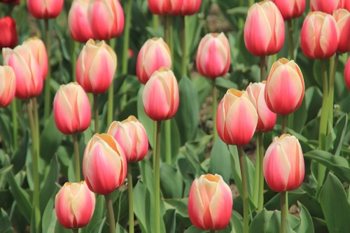 tulipanes-amsterdam