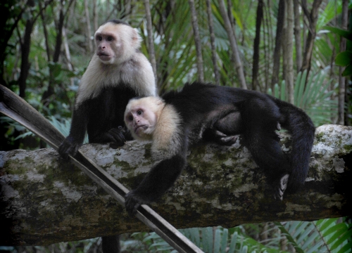 Monos capuchinos en Costa Rica