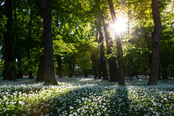 Atardecer en los bosques de Viena