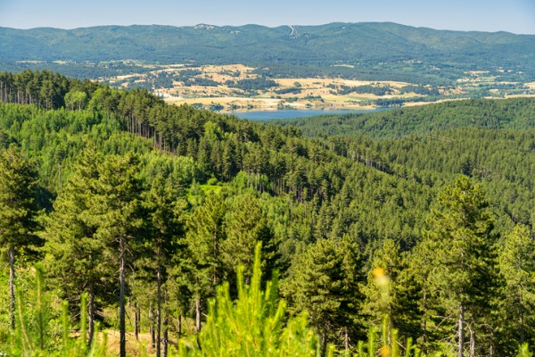 Bosque de Sila, en Calabria (Italia)