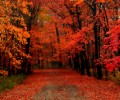 Otoño_Portada 120x100