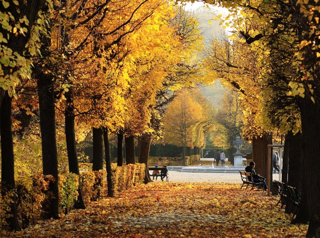 Avenida arbolada en Schonbrunn