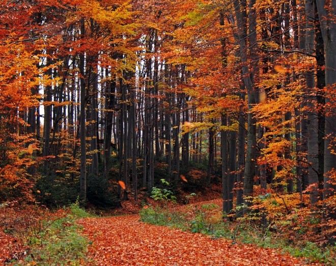 Bosque de Wienerwald