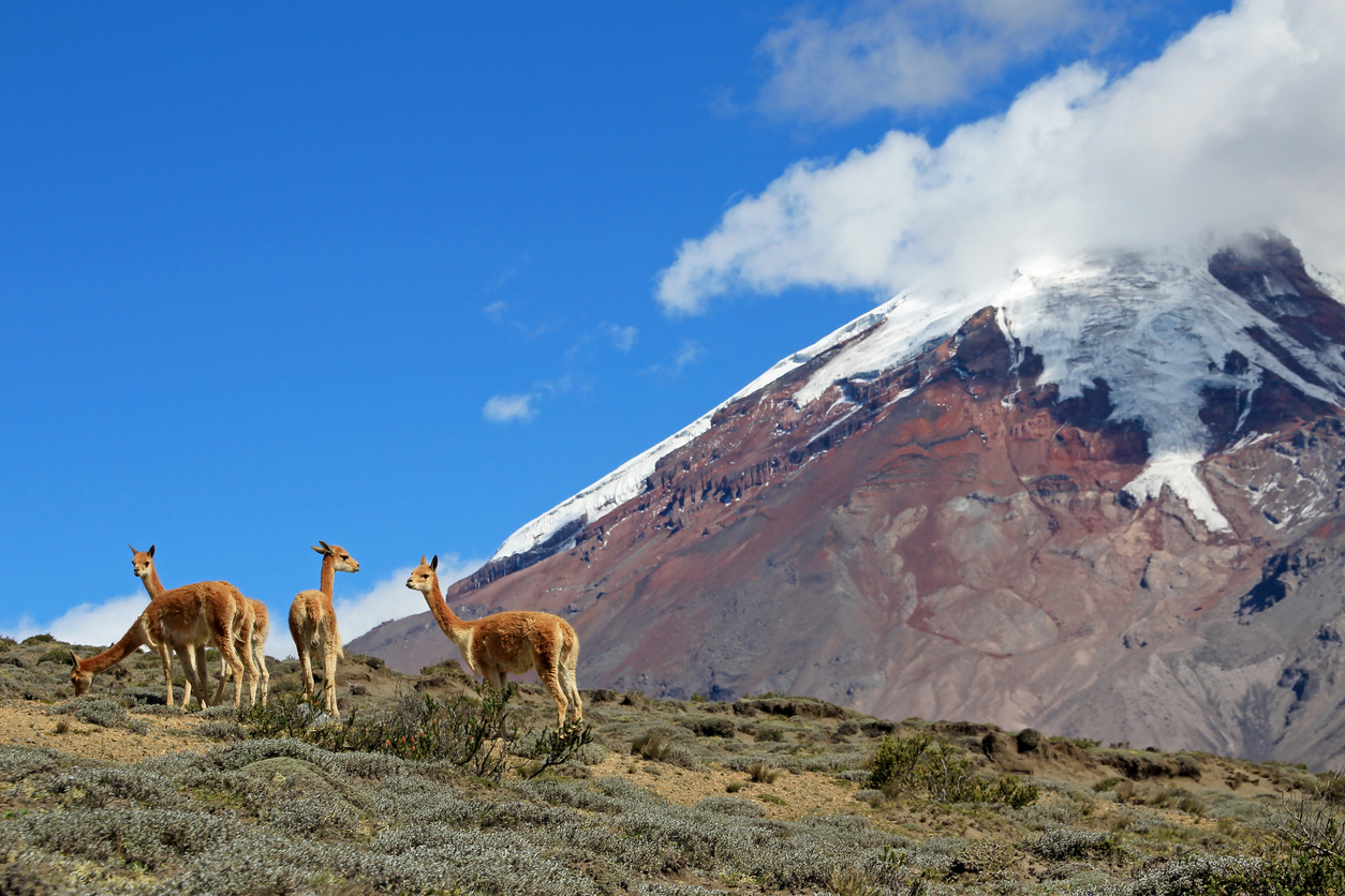 Volcán Chimborazo contemplado por unas vicuñas