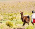 Bolivia_Portada1 120x100
