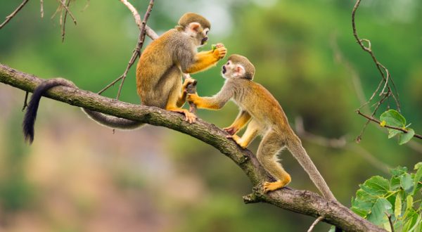 Monitos simiri en la Guayana francesa