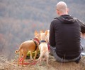 Monte con perros 120x100