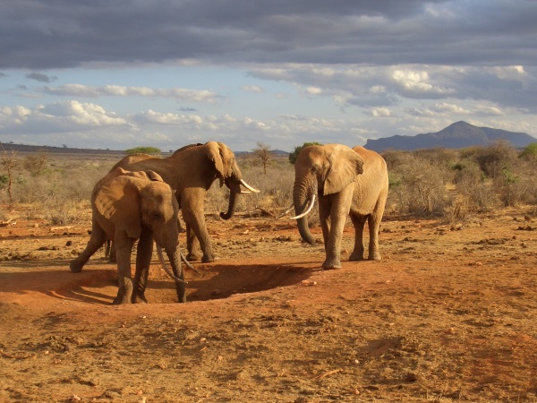 elefantes-kenia