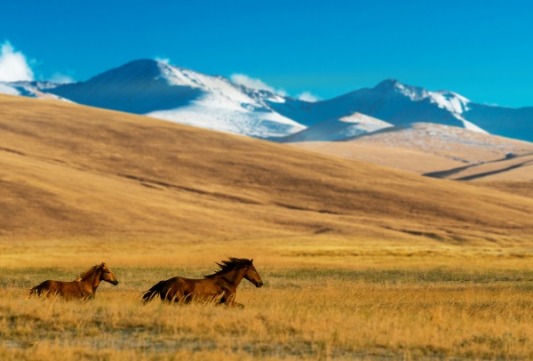 caballos-kazajstan