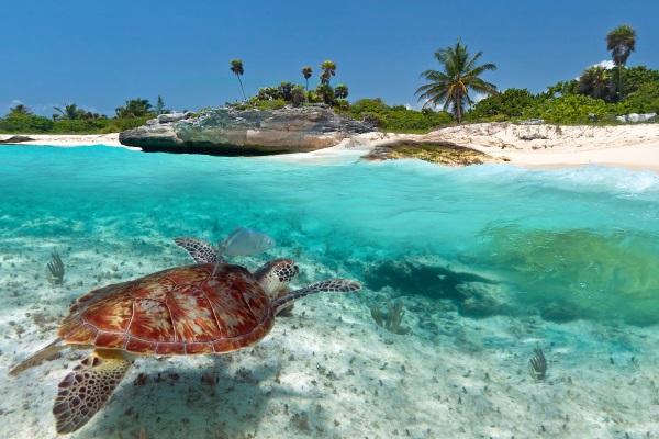 caribe-tortuga-mexico