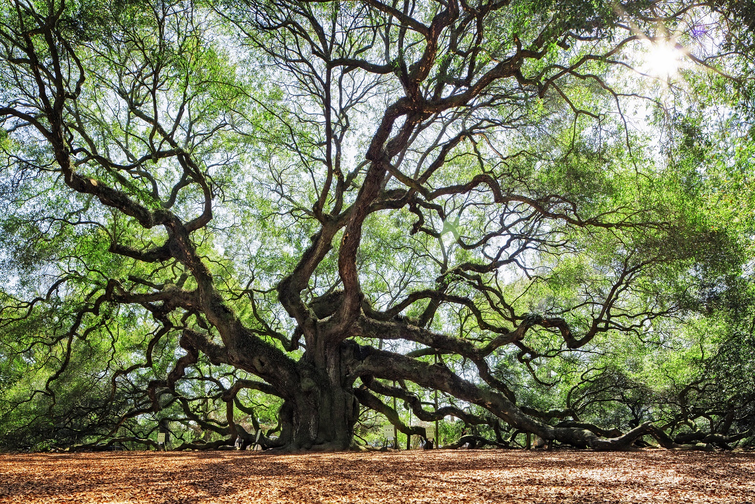 Angel Oak, en Estados Unidos