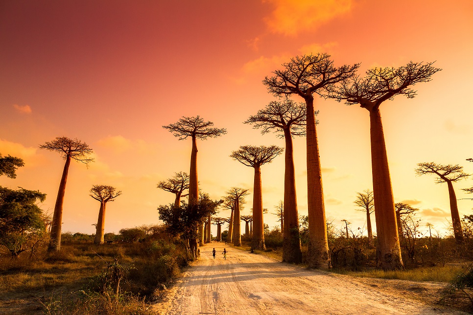 Baobabs en Madagascar