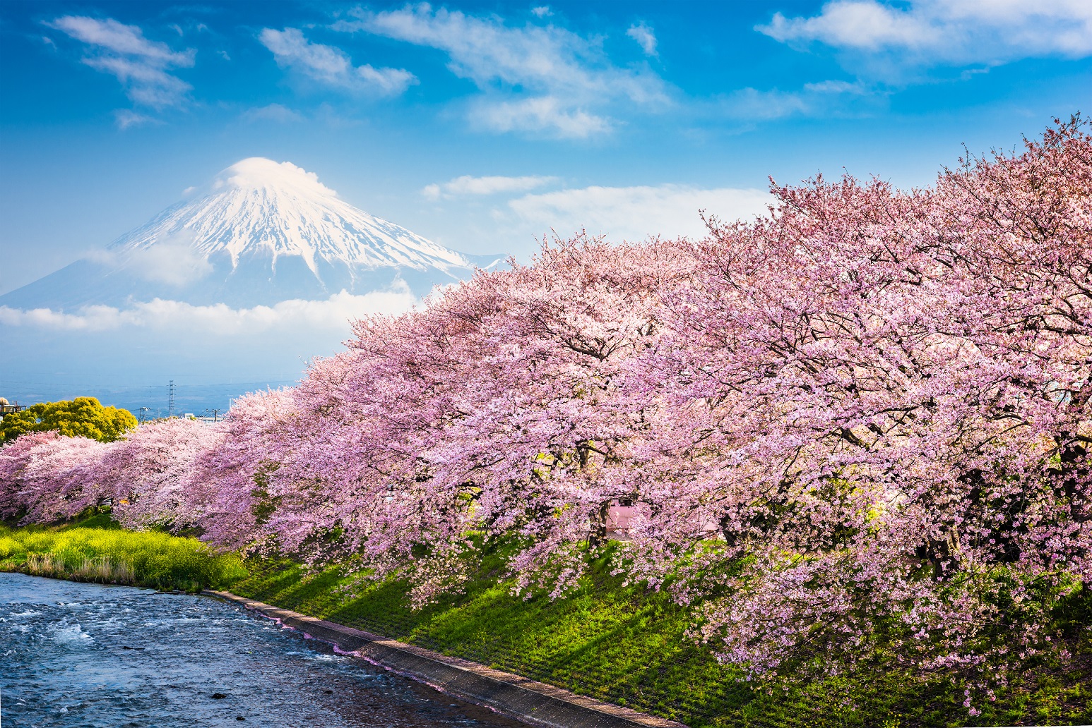 Cerezos en Japón