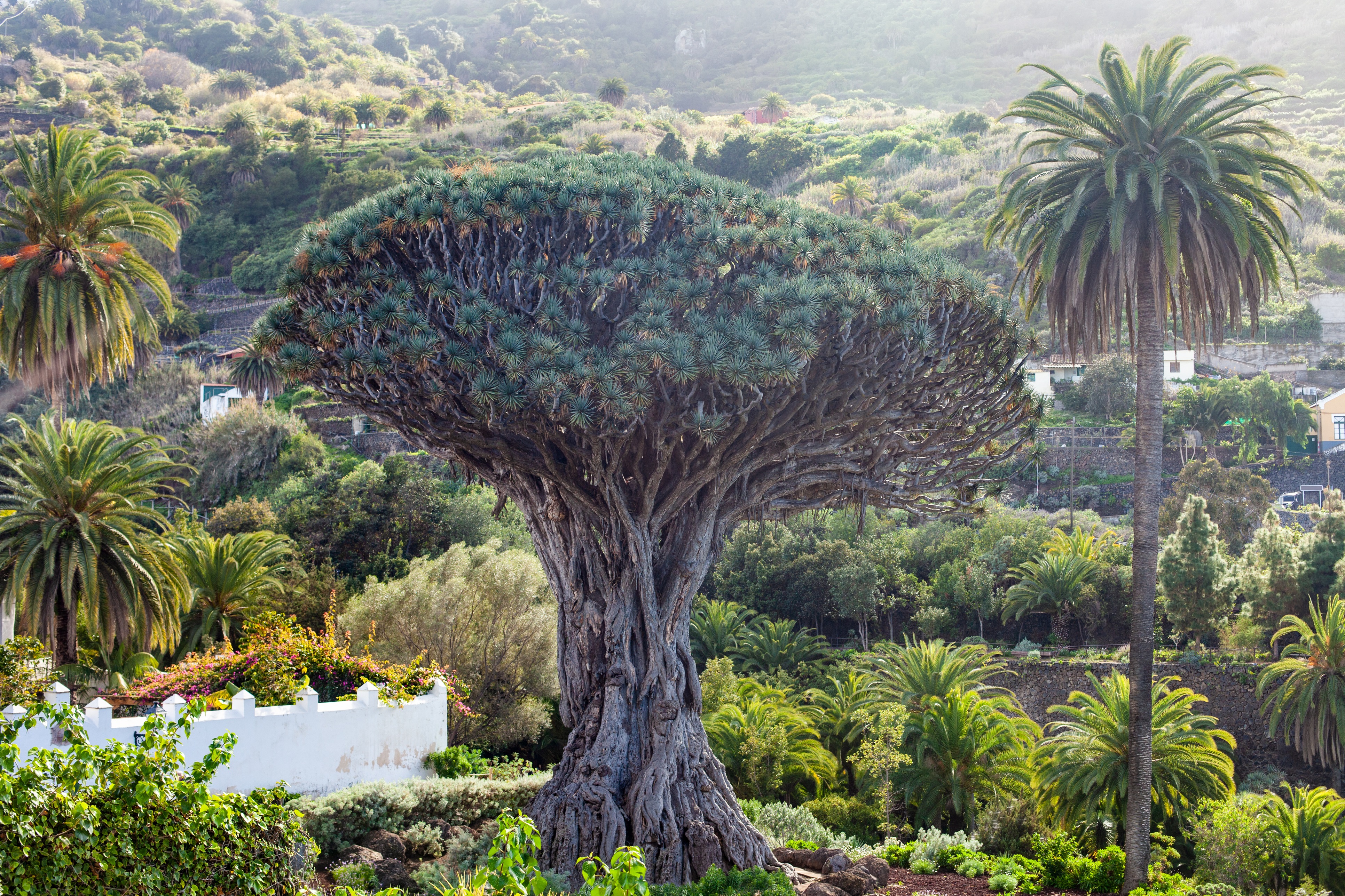 Drago Milenario en Tenerife