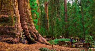 5 lugares donde han crecido árboles sorprendentes