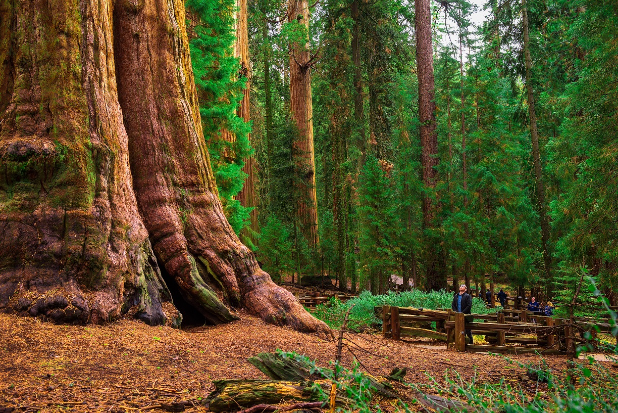 General Sherman, una de las secuoyas más grandes del mundo