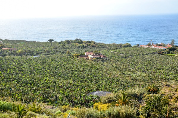 Plantaciones de plátanos en Tenerife