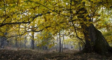 10 lugares para disfrutar de la Naturaleza cerca de Madrid