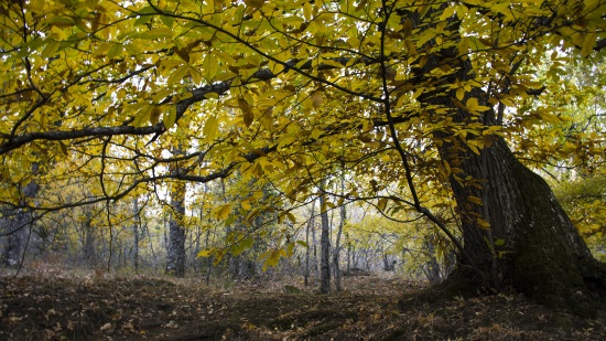 Bosque de la Herrería, en Madrid