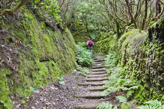 El bosque encantado, en Tenerife