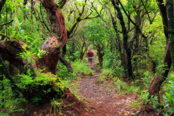 Bosque de Laurisilva, Madeira
